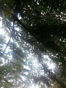 Hard to see, but the nest is there. I promise.